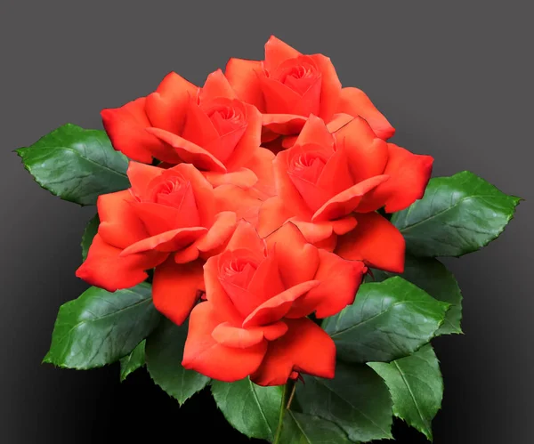 Rosa Rossa Bouquet Rose Rosse Sfondo Nero — Foto Stock
