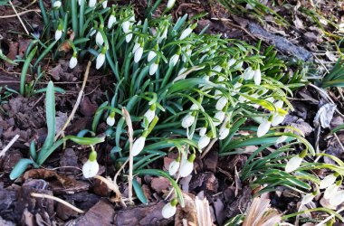Beyaz kar damlaları. Baharda açan beyaz galanthus