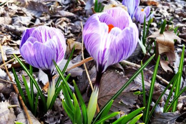 Crocus uzun ömürlü bir çiçektir. Safran bir tür krukustur. Baharda mavi kır çiçekleri