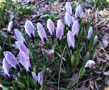 Crocus uzun ömürlü bir çiçektir. Safran bir tür krukustur. Baharda mavi kır çiçekleri
