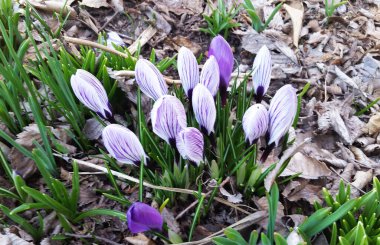 Crocus uzun ömürlü bir çiçektir. Safran bir tür krukustur. Baharda mavi kır çiçekleri
