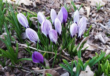 Crocus uzun ömürlü bir çiçektir. Safran bir tür krukustur. Baharda mavi kır çiçekleri.
