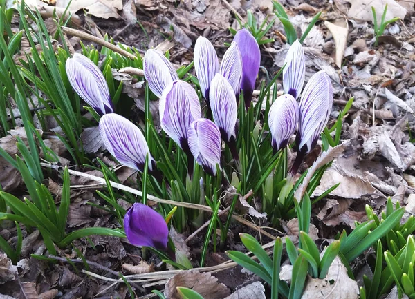 Crocus Perennial Flower Saffron Type Crocus Blue Crocus Flowers Spring — Stock Photo, Image