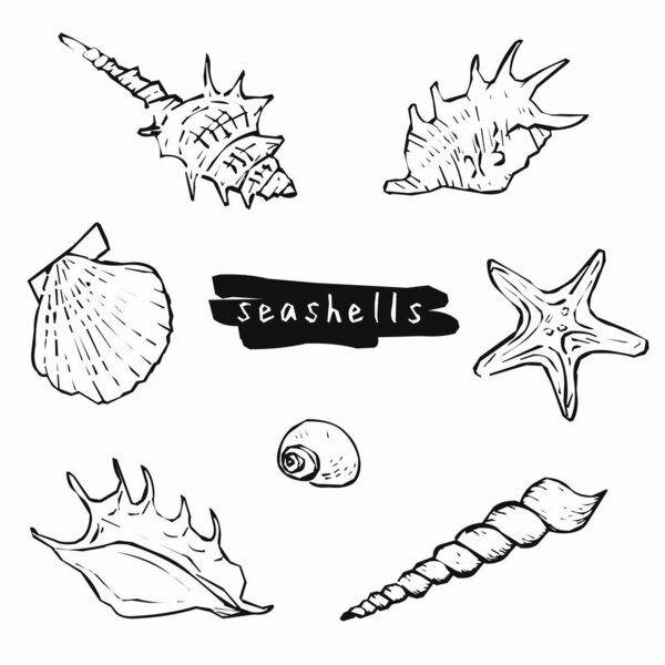 set of doodle marine objects, seashells, starfish on a white background