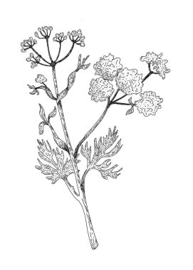 Şifalı bitkinin ve şifalı bitkinin karalama çizimi