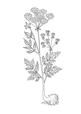 Şifalı bitkinin ve şifalı bitkinin karalama çizimi