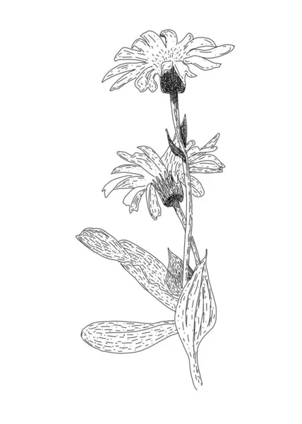 Şifalı Bitkinin Şifalı Bitkinin Karalama Çizimi — Stok fotoğraf