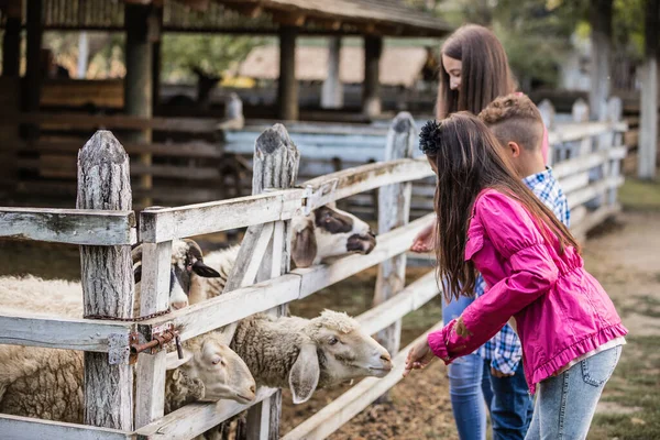 Glückliche Kinder Verbringen Die Zeit Auf Dem Land Auf Einer — Stockfoto