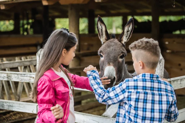 Happy little boy and girl having fun at farm ranch and  touching a donkey - Pet therapy concept in countryside with donkey.