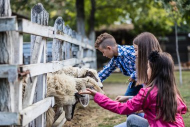 Mutlu çocuklar zamanlarını kırsalda geçirirler ve koyun çiftliğinde hayvanları beslerler. Seçici odak.