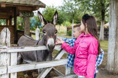 Mutlu çocuklar çiftlik çiftliğinde harika zaman geçiriyorlar ve eşek-hayvan terapisi konseptiyle kırsalda eşeklerle tanışıyorlar. Seçici odak.