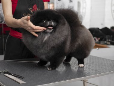 Spitz tımar ediyor. Kuaförde profesyonel bir kuaför tarafından tımar edilmek. Saçımda mutlu bir köpek var. Veterinerle randevum var. Tımarcı köpeği eliyle tutuyor. Hayvan tıraşı. Köpek şovu