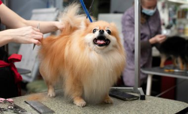 Spitz tımar ediyor. Gülümseyen köpek. Kuaförde profesyonel bir kuaför tarafından tımar edilmek. Yakın açı. Tımarcı köpeği eliyle tutuyor. Mutlu köpek tımarhanede..