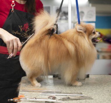 Spitz tımar ediyor. Gülümseyen köpek. Kuaförde profesyonel bir kuaför tarafından tımar edilmek. Yakın açı. Tımarcı köpeği eliyle tutuyor. Mutlu köpek tımarhanede..