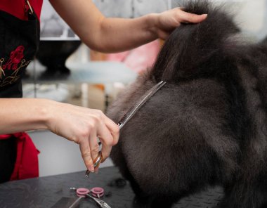 Profesyonel bir tımarcı tüylü bir köpeği keser. Pomeranya kesimi. Spitz tımar ediyor. Kuaförde profesyonel bir tımarcı tarafından tımar edilmek..
