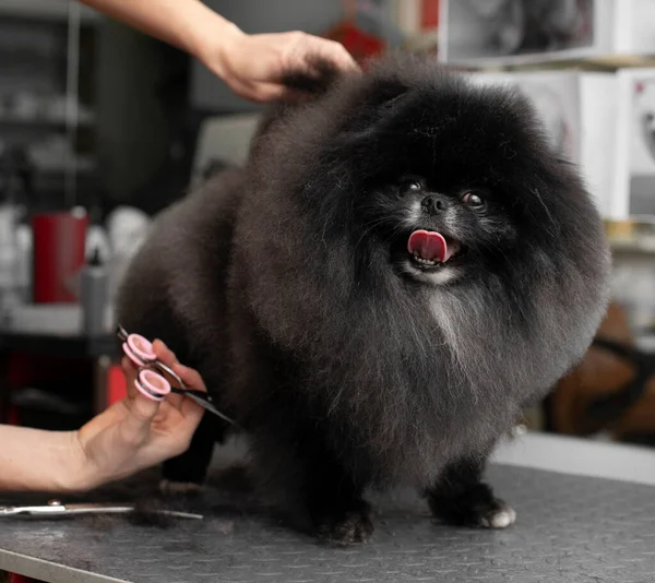 Spitz Perawatan Dididik Oleh Seorang Pedagang Profesional Salon Anjing Bahagia — Stok Foto