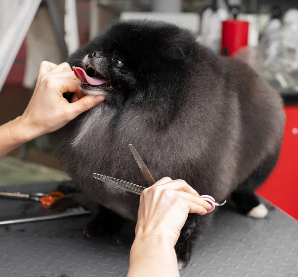 Spitz Perawatan Dididik Oleh Seorang Pedagang Profesional Salon Anjing Bahagia — Stok Foto