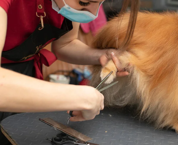 Spitz Preparar Guarnição Patas Limpeza Por Profissional Groomer Salão Perto — Fotografia de Stock