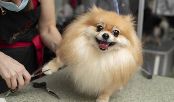 Spitz Perawatan Anjing Yang Tersenyum Dididik Oleh Seorang Pedagang Profesional — Stok Foto