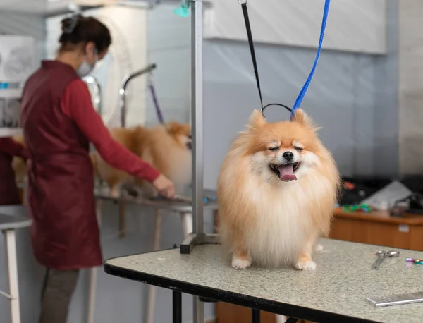 Spitz Toelettatura Cane Che Sorride Curare Toelettatore Professionista Nel Salone — Foto Stock