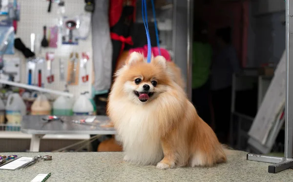 Spitz grooming. Smilling dog. Grooming by a professional groomer in the salon. Close angle. The groomer holds the dog with his hand. Happy dog at the groomer.