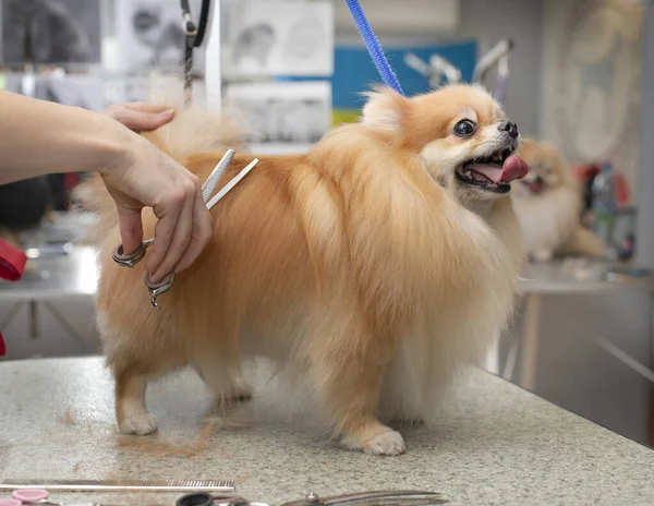 Spitz Perawatan Anjing Yang Tersenyum Dididik Oleh Seorang Pedagang Profesional — Stok Foto