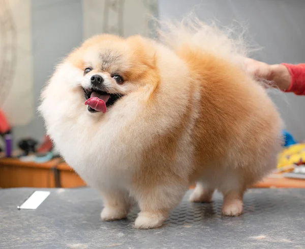 Spitz Tımar Ediyor Gülümseyen Köpek Kuaförde Profesyonel Bir Kuaför Tarafından — Stok fotoğraf