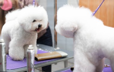 Bichon friz tımarlama. Mutlu Bichon frizleri. Tımar işlemi. Köpek bakımı. Tımarcı köpeği eliyle tutuyor. Kuaförde profesyonel bir tımarcı tarafından tımar edilmek..