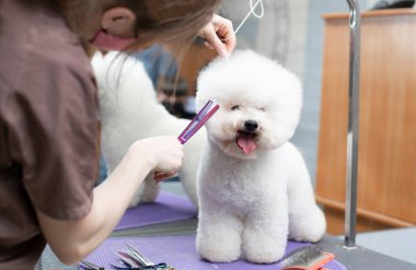 Bichon friz tımarlama. Mutlu Bichon frizleri. Kuaförde profesyonel bir tımarcı tarafından tımar edilmek..