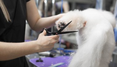 Bichon friz tımarlama. Mutlu Bichon frizleri. Tımar işlemi. Köpek bakımı. Tımarcı köpeği eliyle tutuyor. Kuaförde profesyonel bir tımarcı tarafından tımar edilmek..