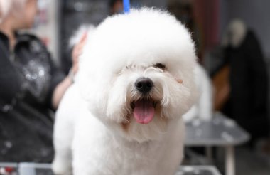 Bichon friz tımarlama. Mutlu Bichon frizleri. Kuaförde profesyonel bir tımarcı tarafından tımar edilmek..