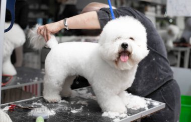 Bichon friz tımarlama. Mutlu Bichon frizleri. Kuaförde profesyonel bir tımarcı tarafından tımar edilmek..