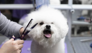 Bichon friz tımarlama. Mutlu Bichon frizleri. Kuaförde profesyonel bir tımarcı tarafından tımar edilmek..