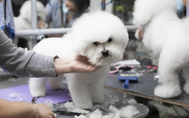 Bichon friz tımarlama. Mutlu Bichon frizleri. Tımar işlemi. Köpek bakımı. Bakıcı köpeği eliyle tutuyor..