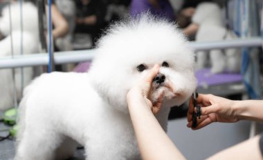 Bichon friz tımarlama. Mutlu Bichon frizleri. Tımar işlemi. Köpek bakımı. Bakıcı köpeği eliyle tutuyor..