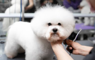 Bichon friz tımarlama. Mutlu Bichon frizleri. Tımar işlemi. Köpek bakımı. Bakıcı köpeği eliyle tutuyor..