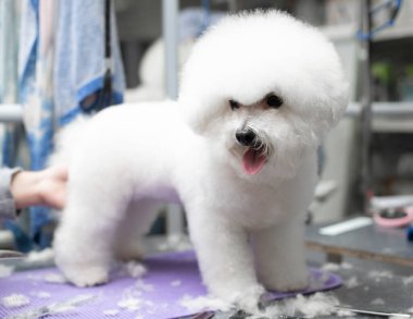 Bichon friz tımarlama. Mutlu Bichon frizleri. Tımar işlemi. Köpek bakımı