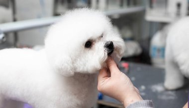 Bichon friz tımarlama. Mutlu Bichon frizleri. Tımar işlemi. Köpek bakımı. Bakıcı köpeği eliyle tutuyor..