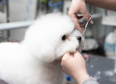 Bichon friz tımarlama. Mutlu Bichon frizleri. Tımar işlemi. Köpek bakımı. Bakıcı köpeği eliyle tutuyor..