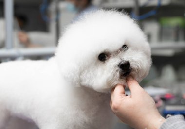 Bichon friz tımarlama. Mutlu Bichon frizleri. Tımar işlemi. Köpek bakımı. Bakıcı köpeği eliyle tutuyor..