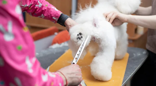 Bichon Frigrooming Bichon Frise 몸단장 손으로 미용실에 식료품 점에서 구경하는 — 스톡 사진