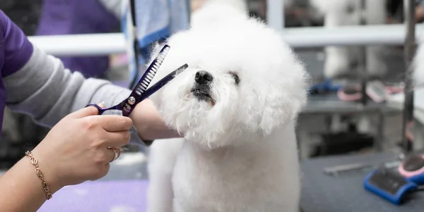 Bichon frise grooming. Happy Bichon frise. Grooming by a professional groomer in the salon.