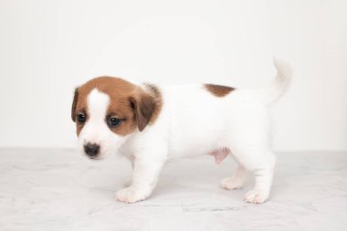 Jack Russell teriyer köpeğinin küçük şirin yavrusu. Beyaz arka planda Jack Russell Terrier köpeği. Reklam ve tasarım için kopyalama alanı.