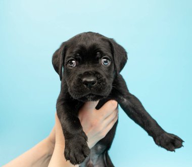 Mavi arka planda siyah köpek yavrusu. Küçük Cane Corso. Köpek şovu. Soylu köpek..