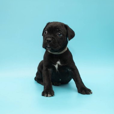Mavi arka planda siyah köpek yavrusu. Küçük Cane Corso. Köpek şovu. Soylu köpek..