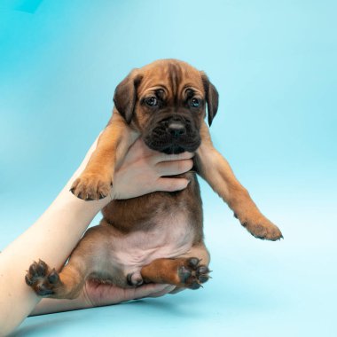 Mavi arka planda kahverengi köpek yavrusu. Küçük Cane Corso. Köpek şovu. Soylu köpek. Kahverengi Çubuk Corso.