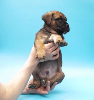 Mavi arka planda kahverengi köpek yavrusu. Küçük Cane Corso. Köpek şovu. Soylu köpek. Kahverengi Çubuk Corso.