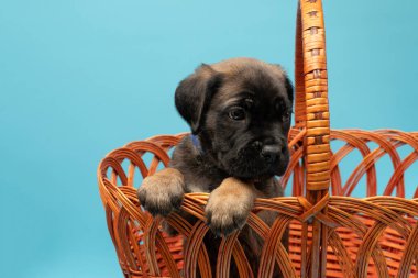 Sepette şirin bir köpek yavrusu. Mavi arka planda siyah köpek yavrusu. Küçük Cane Corso. Köpek şovu. Soylu köpek..