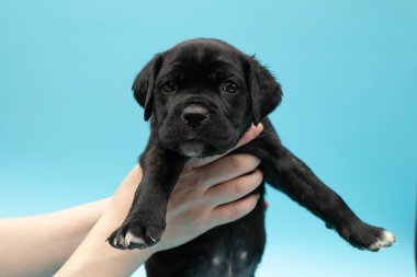 Mavi arka planda siyah köpek yavrusu. Küçük Cane Corso. Köpek şovu. Soylu köpek..