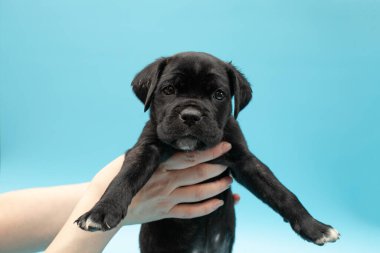 Mavi arka planda siyah köpek yavrusu. Küçük Cane Corso. Köpek şovu. Soylu köpek..